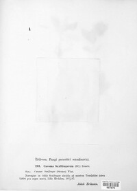 Melampsora vernalis image